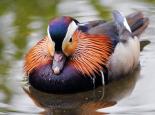 The brightly coloured male mandarin duck - Amy Lewis